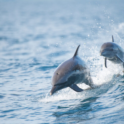 Dolphinphoto