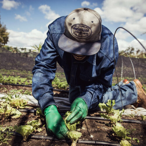 Grow Good Farm In Action