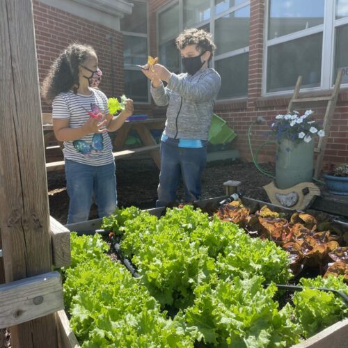 School Garden Weaverville Primary Harvesting Together May 2021