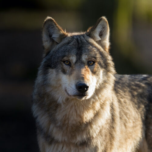 Wolf Dow