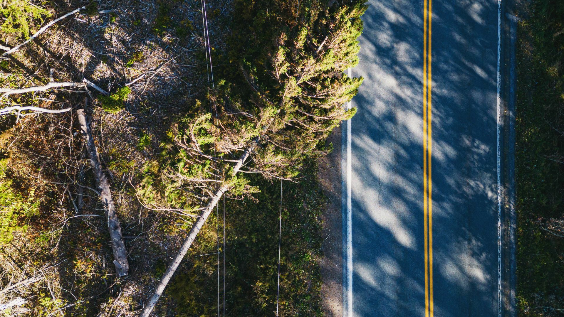 A tree has fallen on a power line after a storm A tree has fallen on a power line after a storm