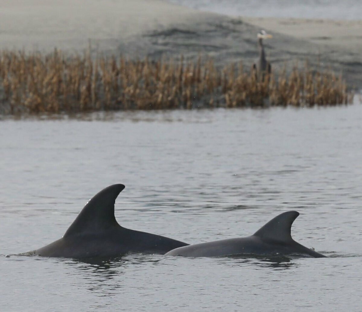 Protecting Local Dolphins With Lowcountry Marine Mammal Network