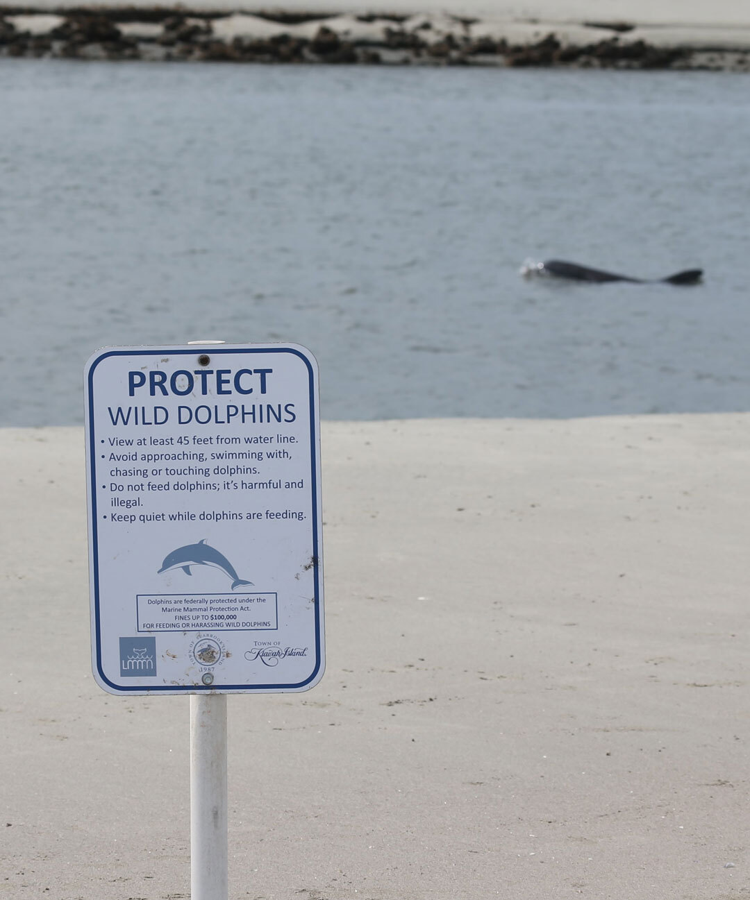 Protect Wild Dolphins Limitless Blue Protect Wild Dolphins Limitless Blue