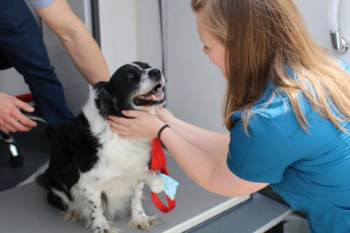 mobile vet grooming mobile vet grooming